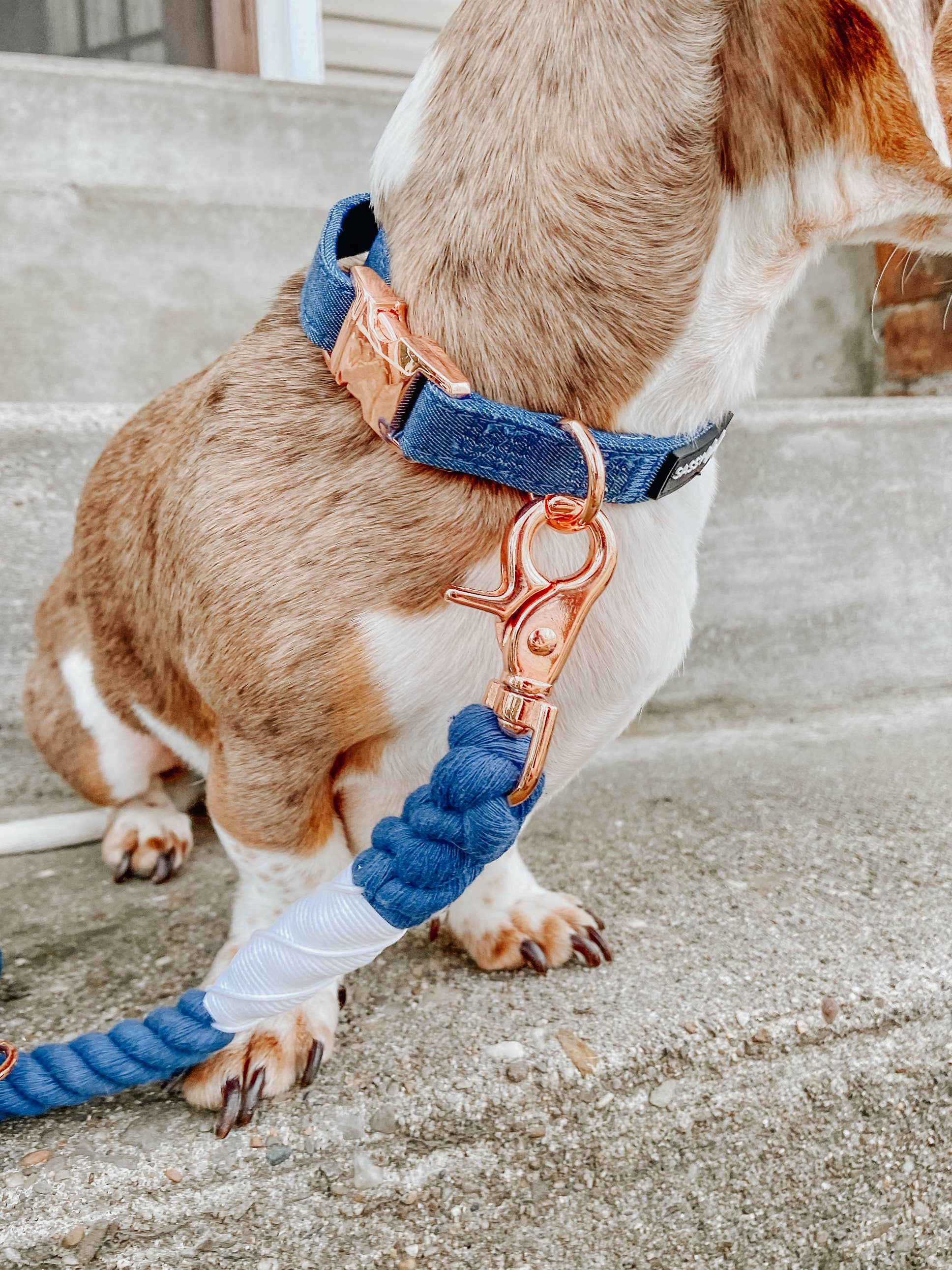 SASSY WOOF - Dog Collar - Denim: S