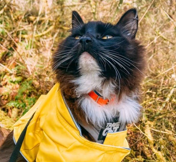 Travel Cat "The Fancy Cat" Silicone Breakaway Collar