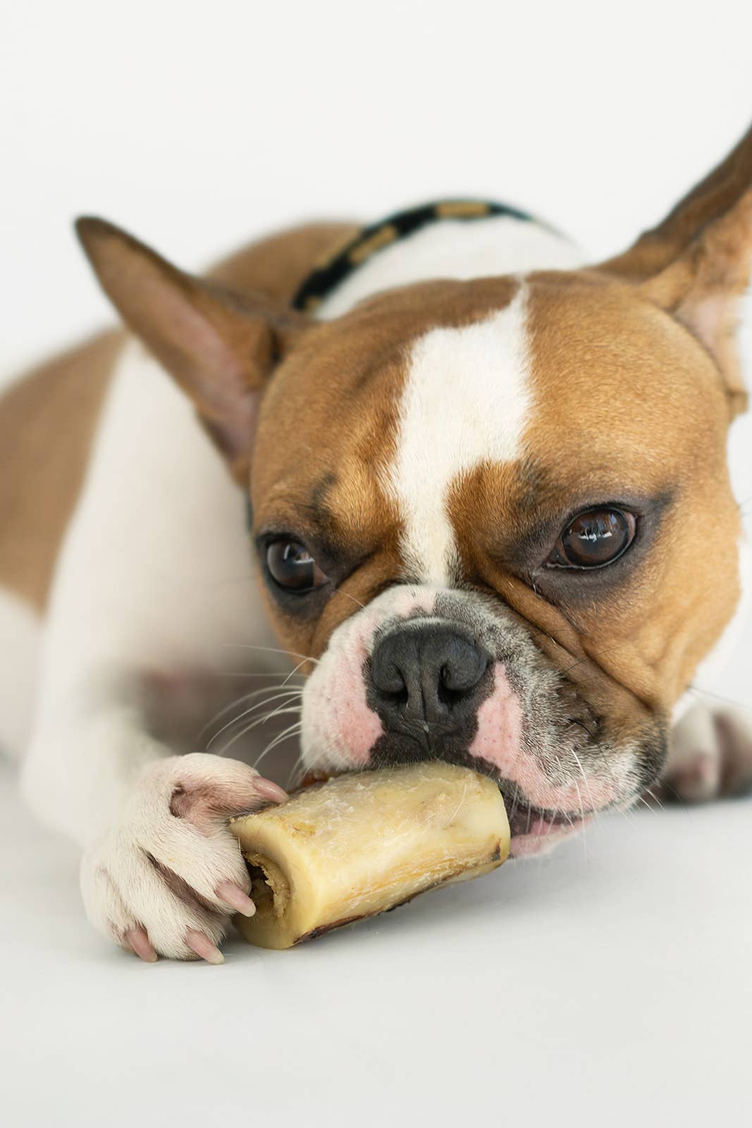 Winnie Lou - The Canine Co. - Bison Marrow Bone - 2