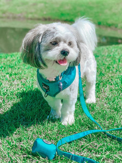 SASSY WOOF - Dog Adjustable Harness - Napa: M