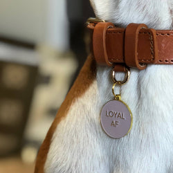 Loyal AF Pet ID Tag: Black