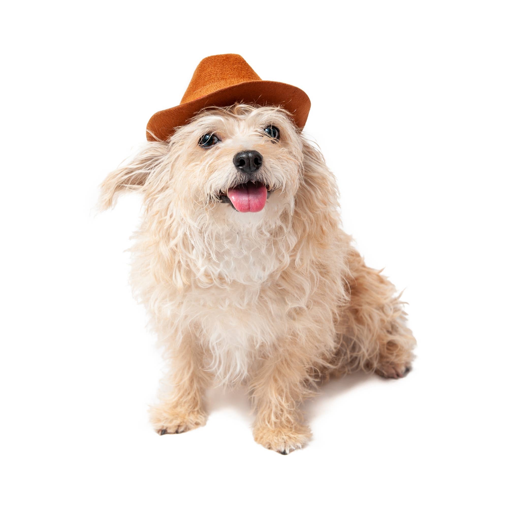 Midlee Designs - Midlee Cowboy Hat Dog Headband Costume- Large