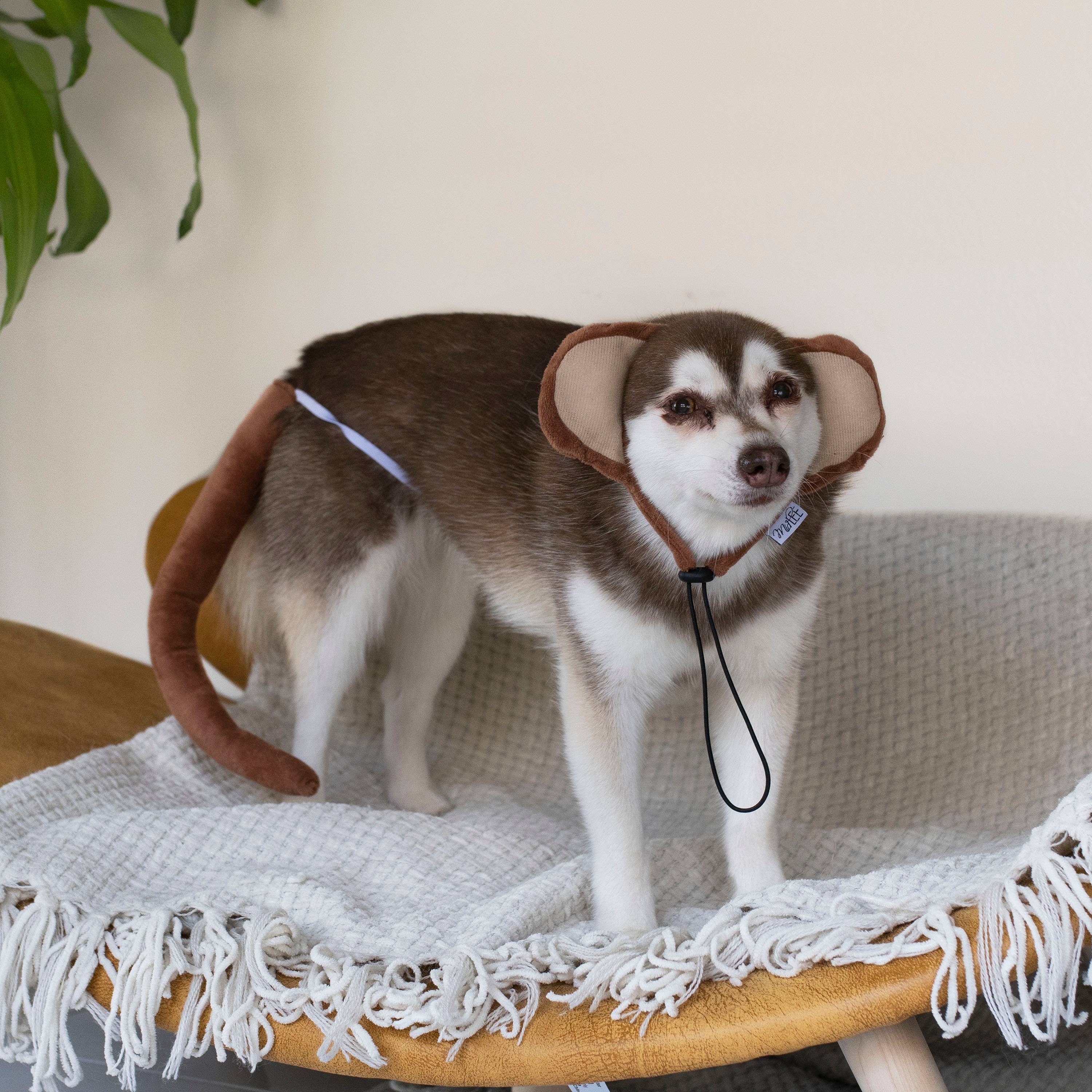 Midlee Designs - Midlee Monkey Headband and Tail Halloween Dog Costume