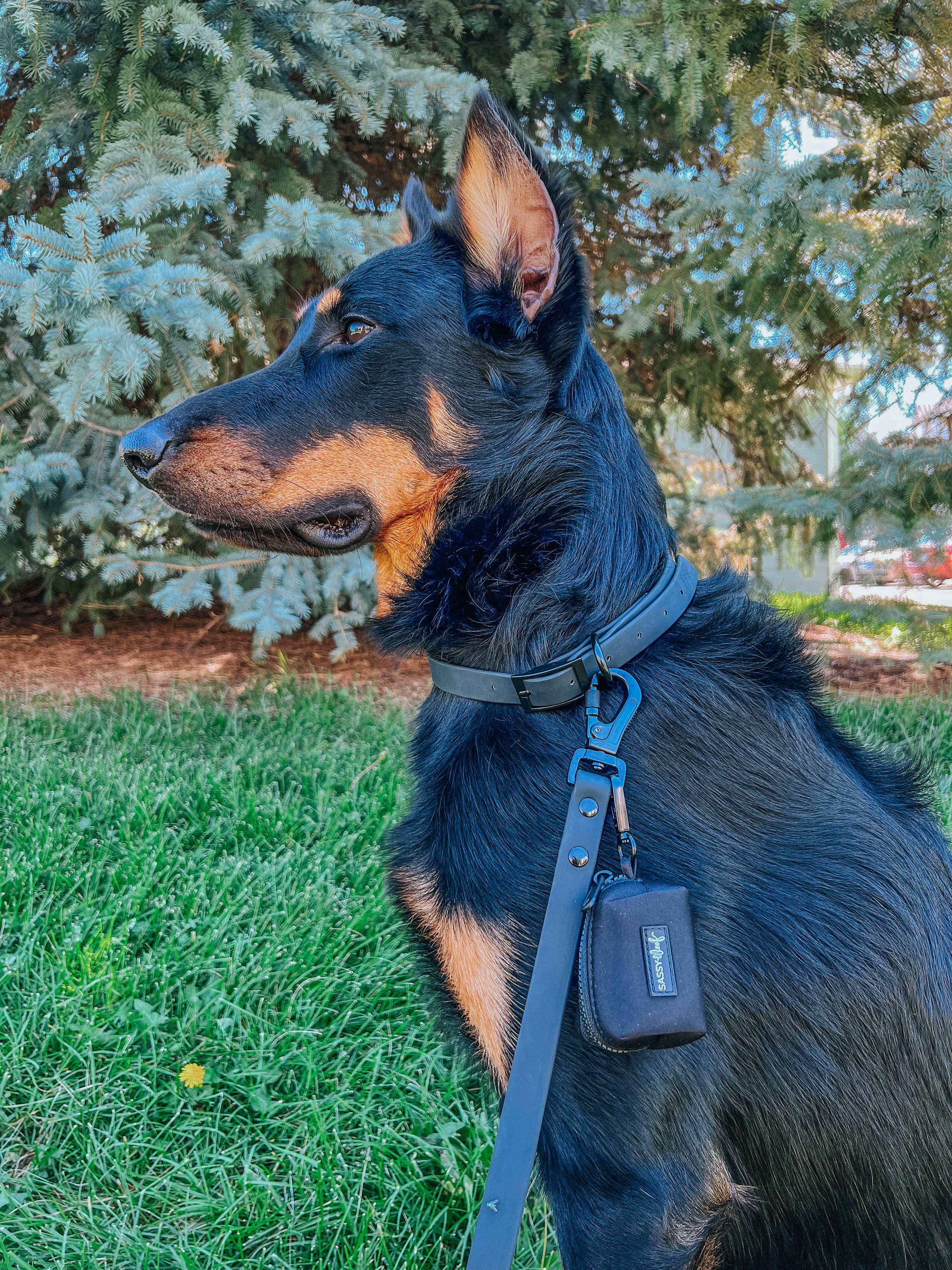 SASSY WOOF - Waterproof Dog Leash - Black