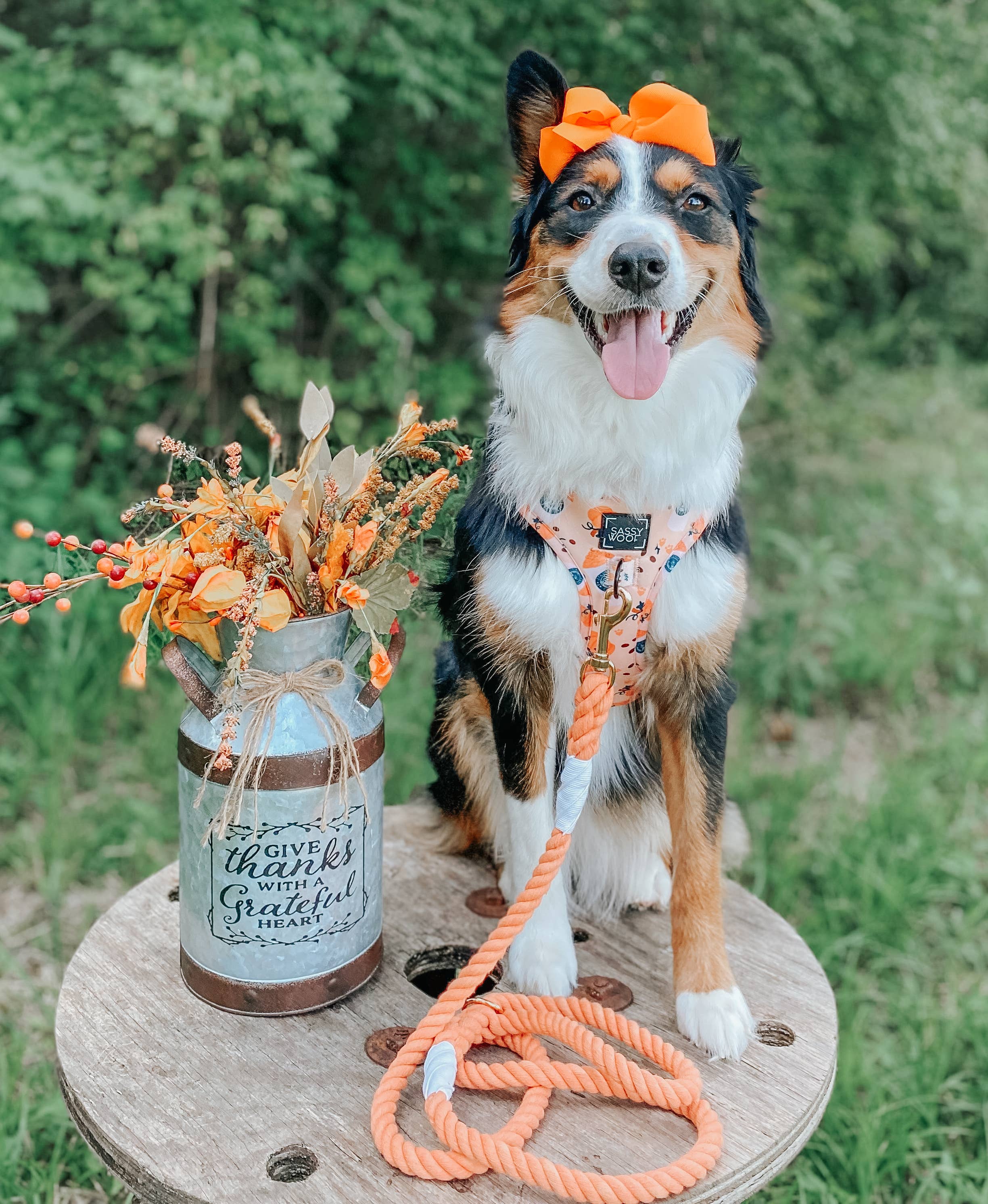 SASSY WOOF - Dog Rope Leash - Clementine