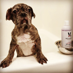 Warren London Dog Products - Shampoo: Calming Lavender - 2 Sizes: 17oz