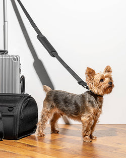 Wild One - Travel TSA Compliant Pet Dog Carrier: Black