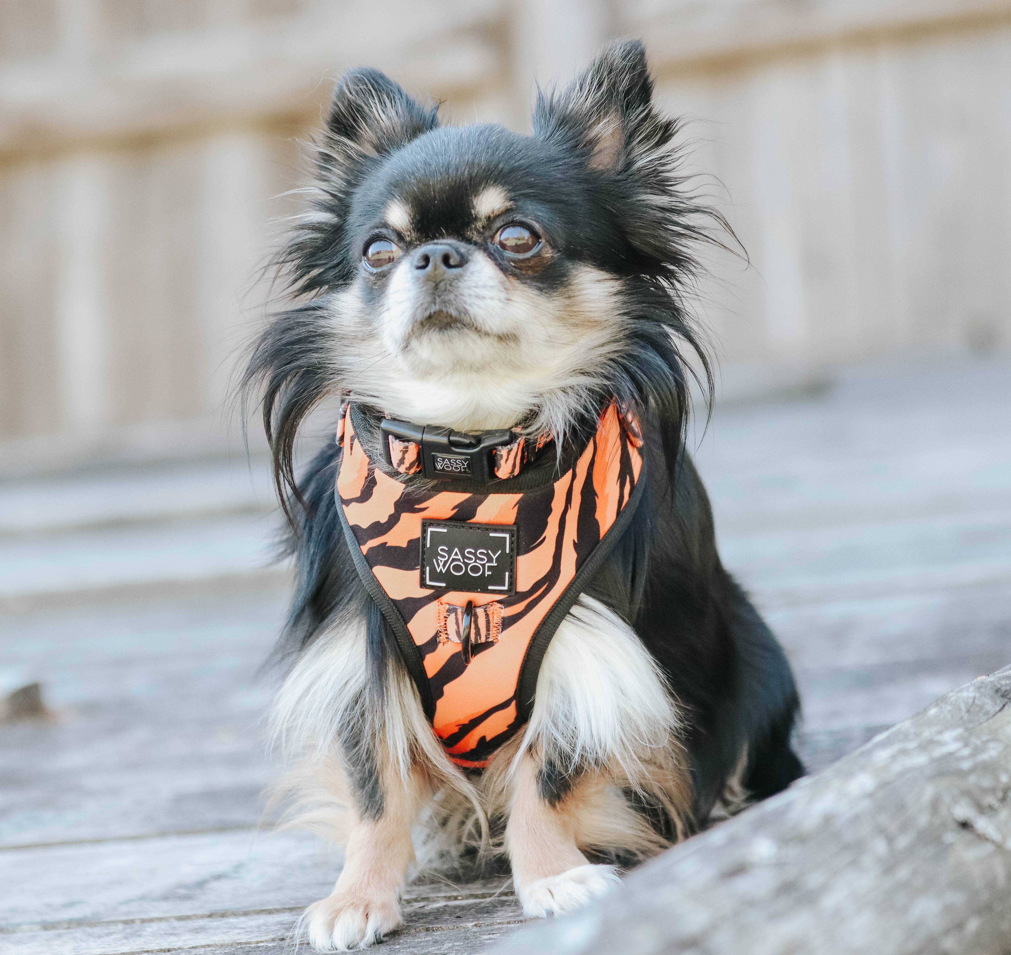 SASSY WOOF - Dog Collar - Paw of the Tiger: L