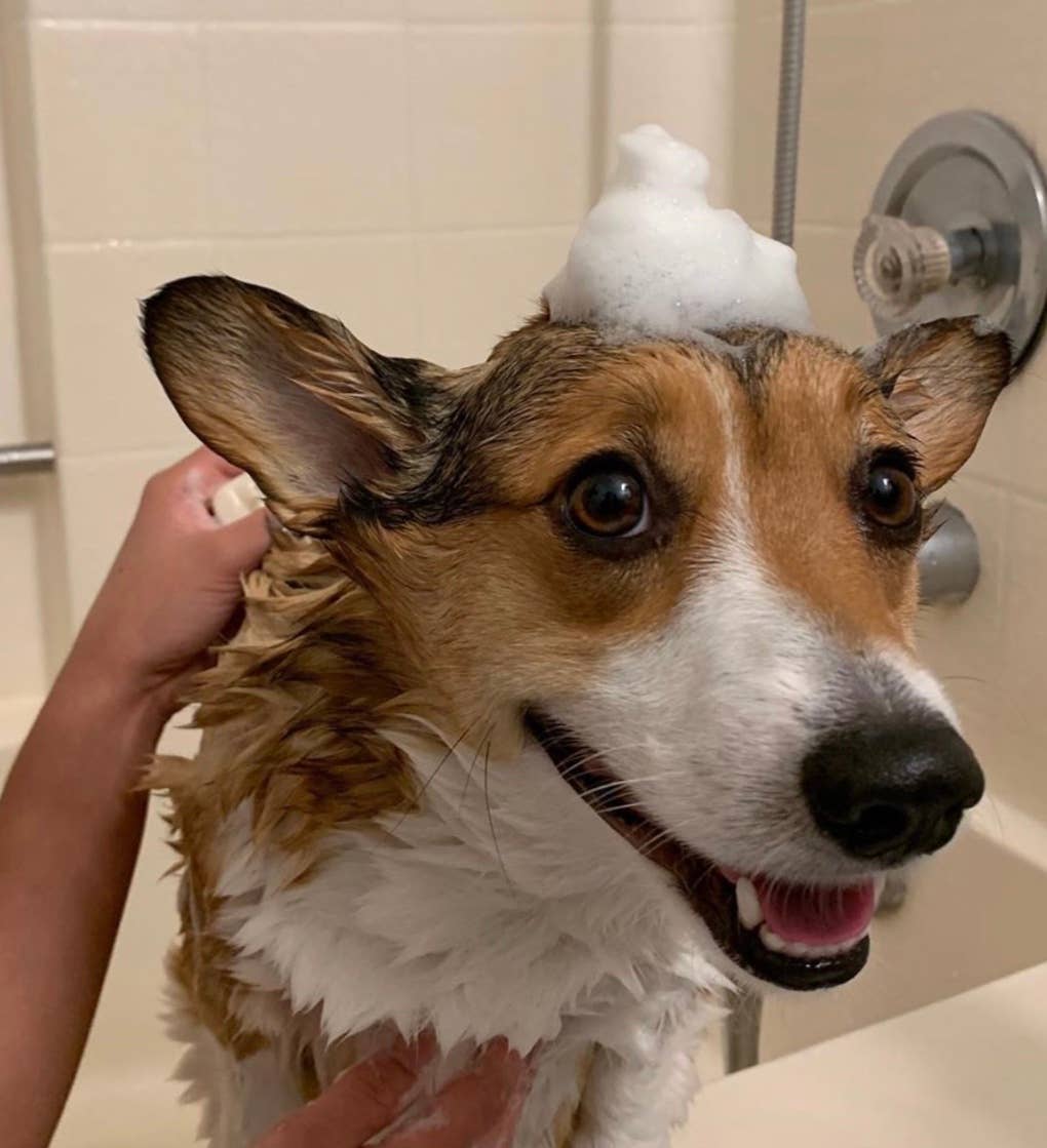 Drama Dog - Soothing Goat Milk Bar: No bag