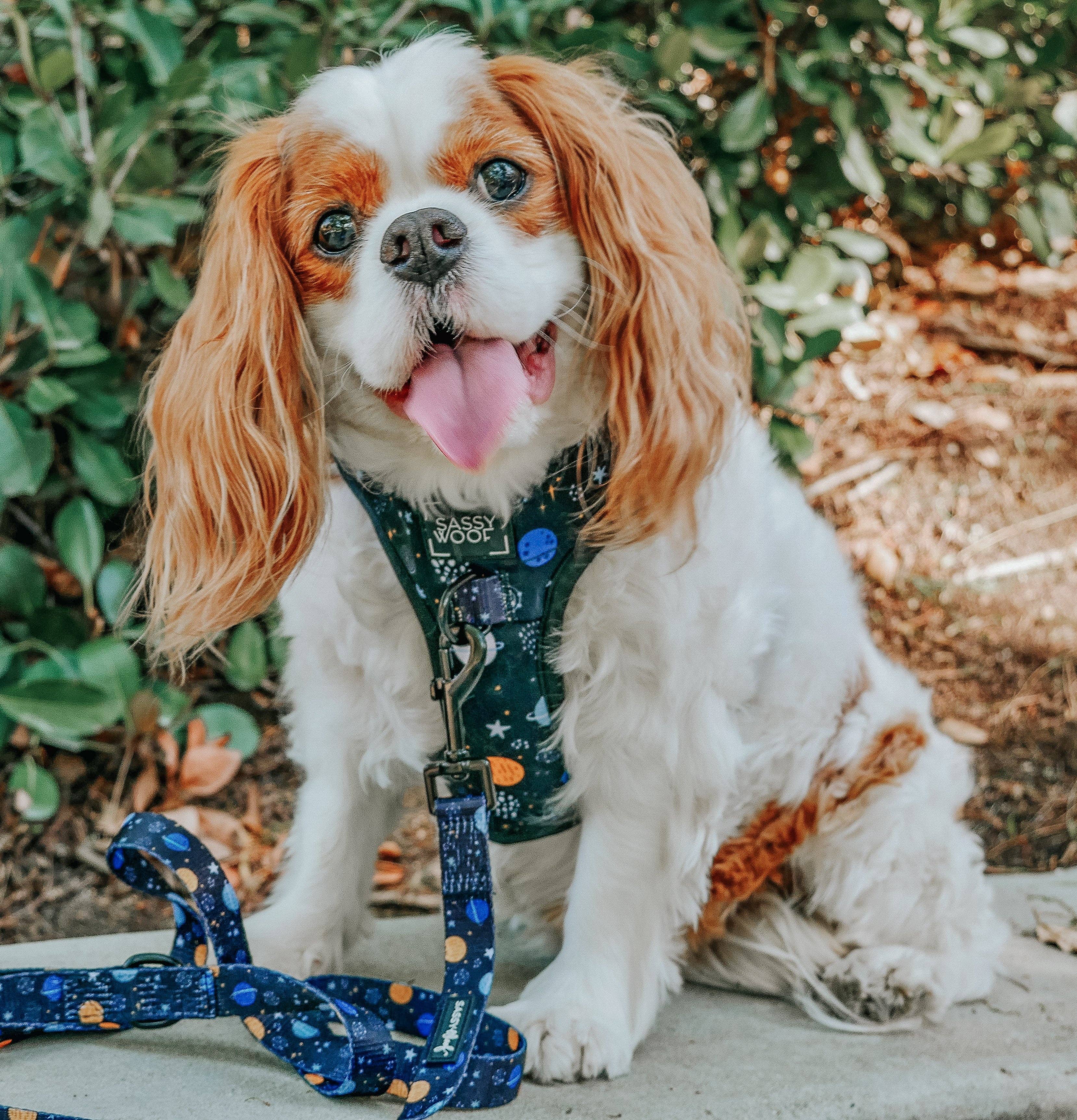 SASSY WOOF - Dog Adjustable Harness - To the Stars and Beyond: XXSmall