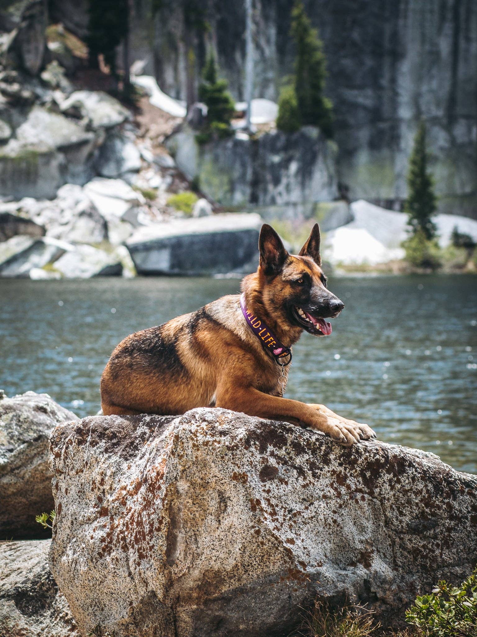 Pacific Hound XL Purple Wild Life Dog Collar