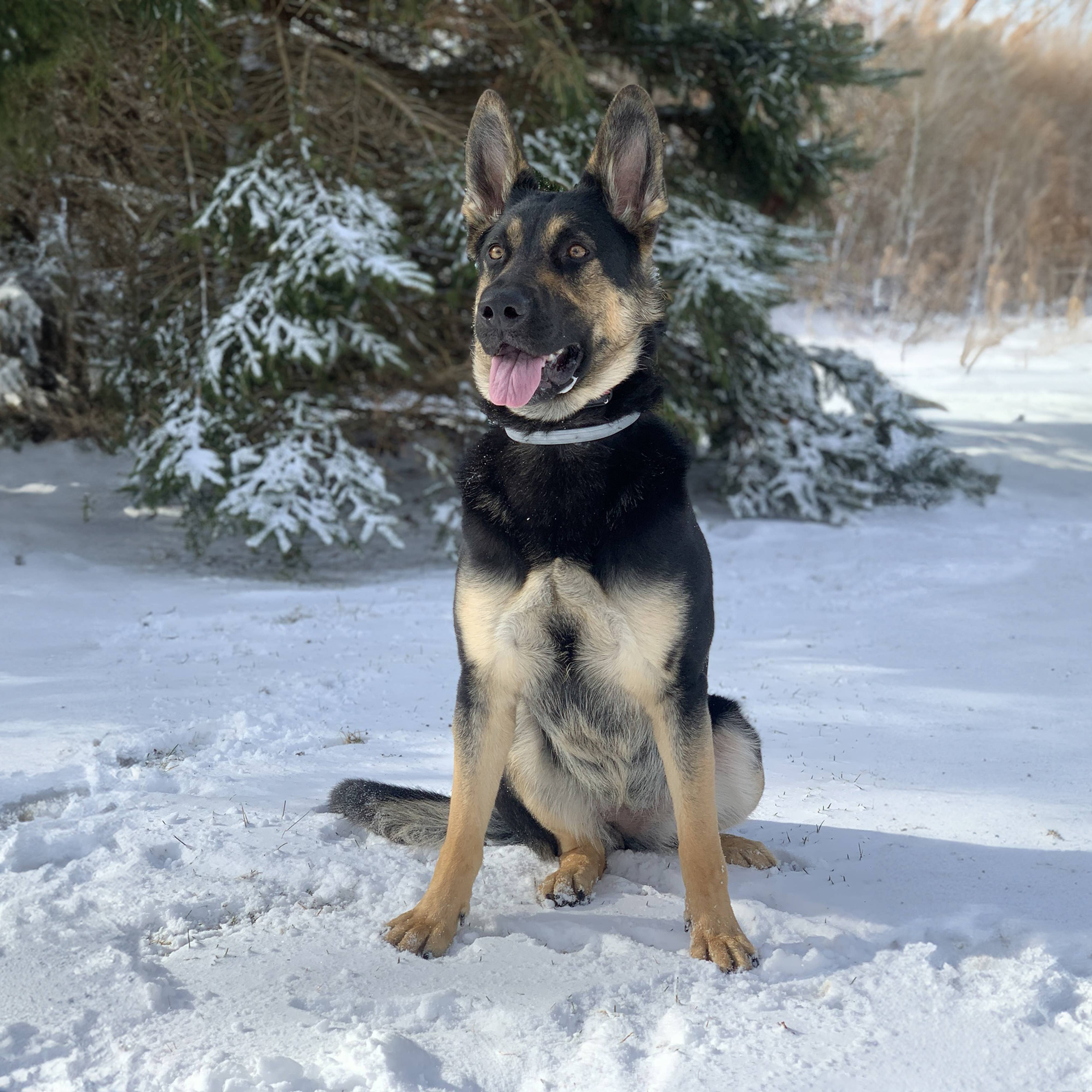 Rhino Wax - Dog Paw Protection - Snow Wax 2oz