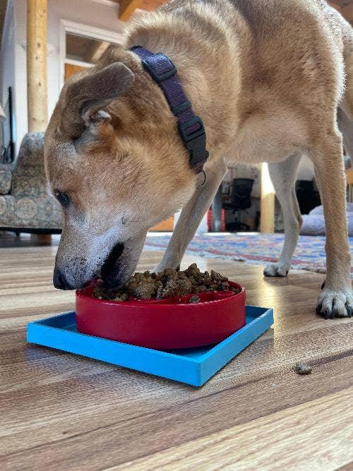 SodaPup Dog Toys - Hold 'em Suction Cup Holder for eBowls, eTrays, and eMats: Light Blue