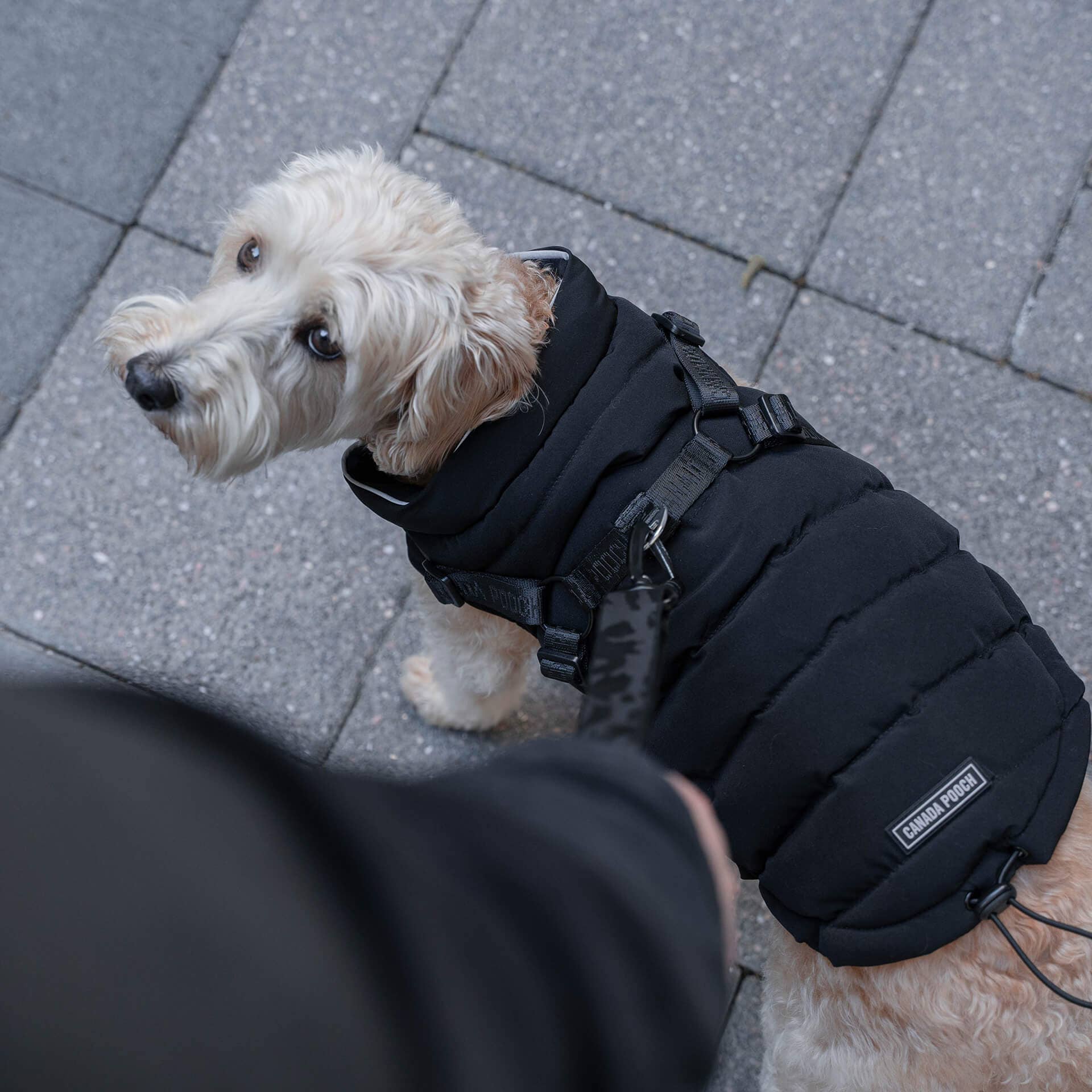 Canada Pooch - Harness Puffer- Dog Coat: Black / 10