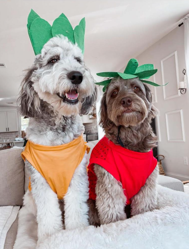 Midlee Designs - Midlee Pineapple Dog Costume: Large