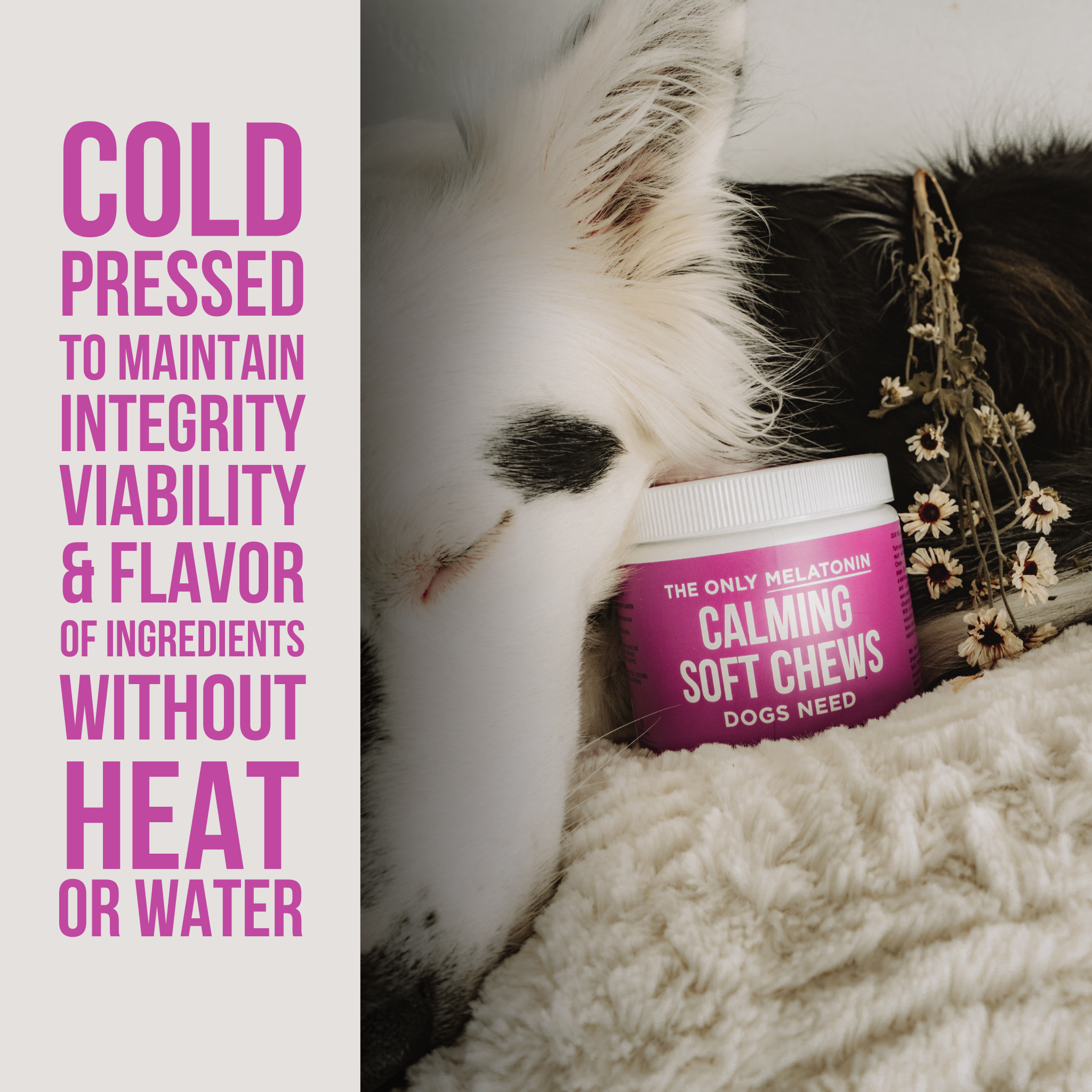 Natural Rapport - The Only Melatonin Calming Soft Chews Dogs Need: 120 count jar