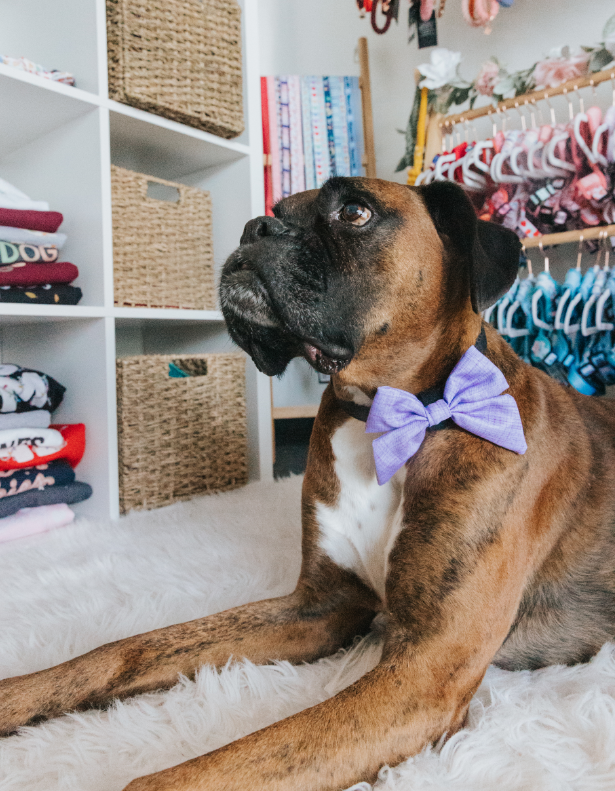 SASSY WOOF - Dog Sailor Bow - Aurora