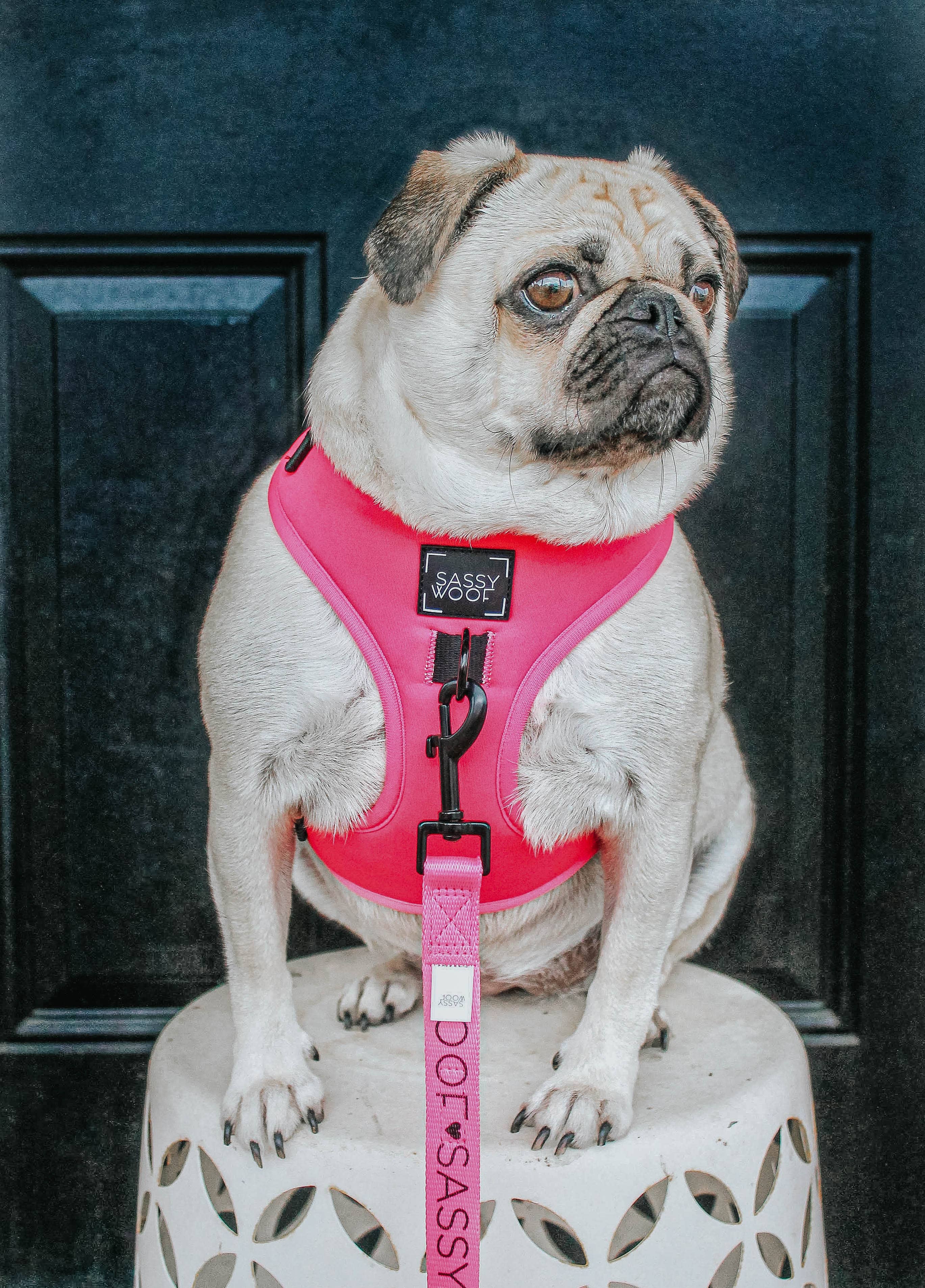 SASSY WOOF - Dog Adjustable Harness - Neon Pink: XXS