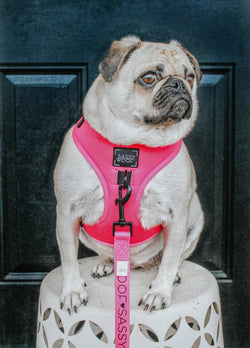 SASSY WOOF - Dog Adjustable Harness - Neon Pink: S