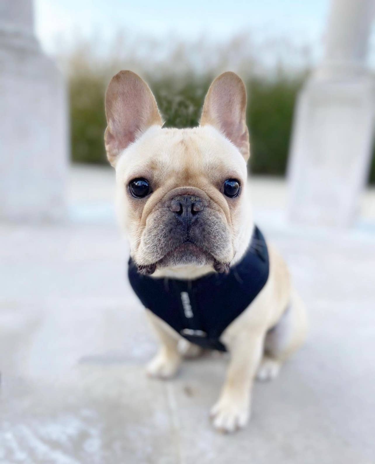 PETs R US - Adjustable No Pull Dog Harness, Charcoal Black: S