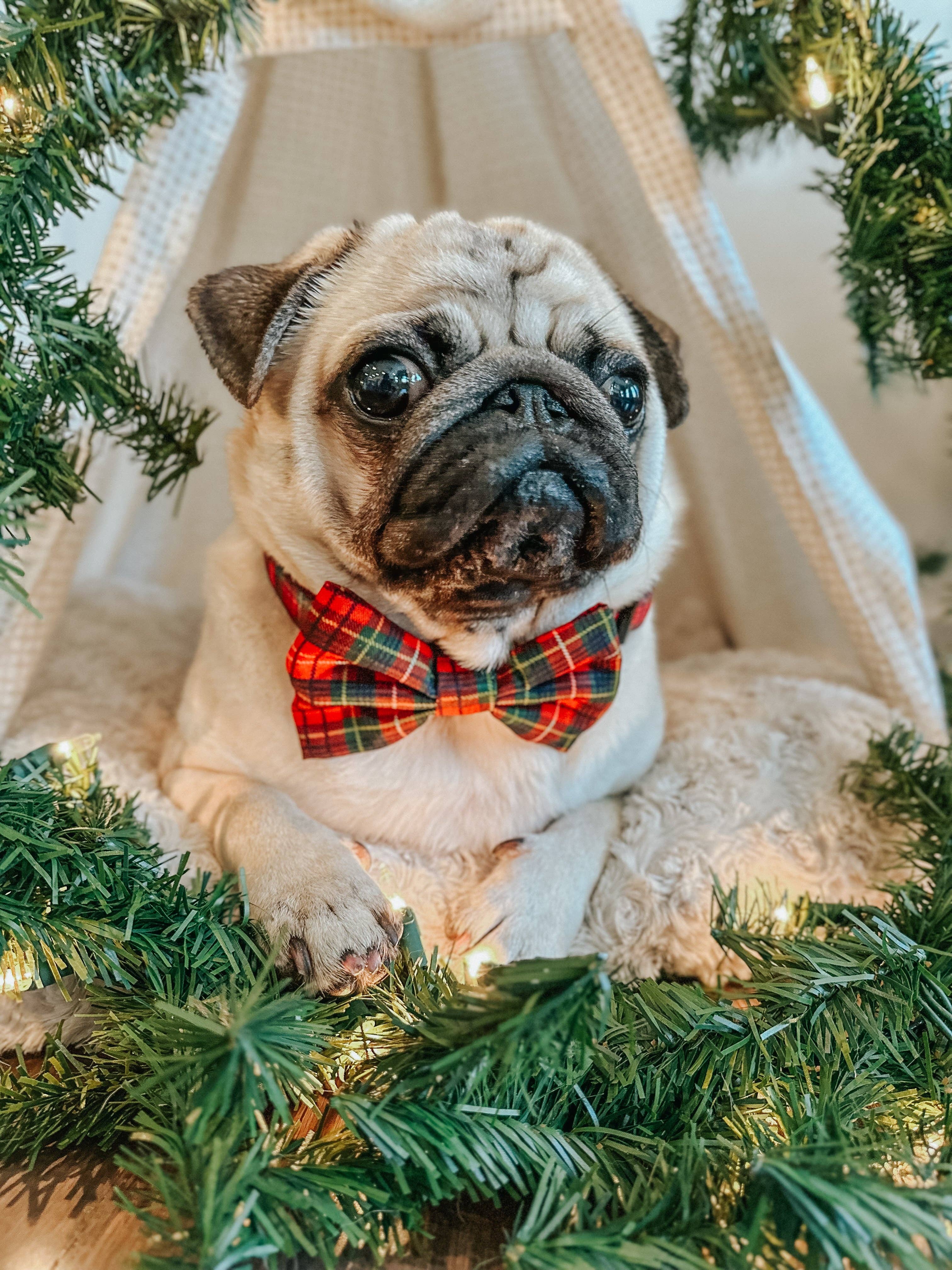 SASSY WOOF - Dog Sailor Bow - Deck the Paws (Christmas)