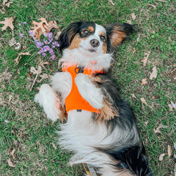 SASSY WOOF - Dog Adjustable Harness - Neon Orange: XXS