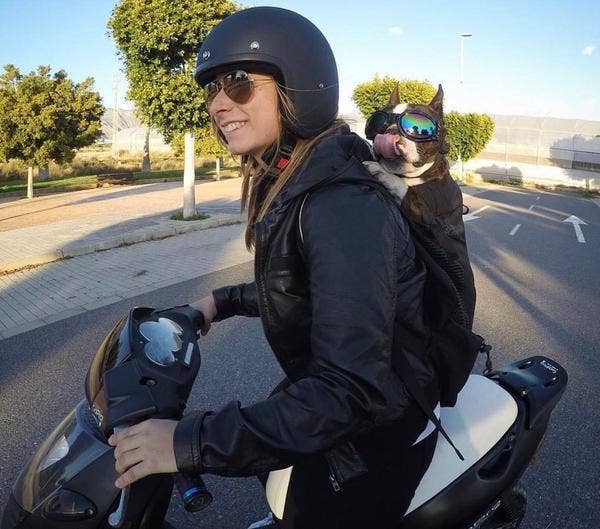 K9 Sport Sack - K9 Sport Shades - Dog Goggles: Cobalt Blue