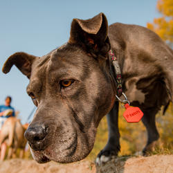 Lifekey Smart Pet Tag Concrete Jungle