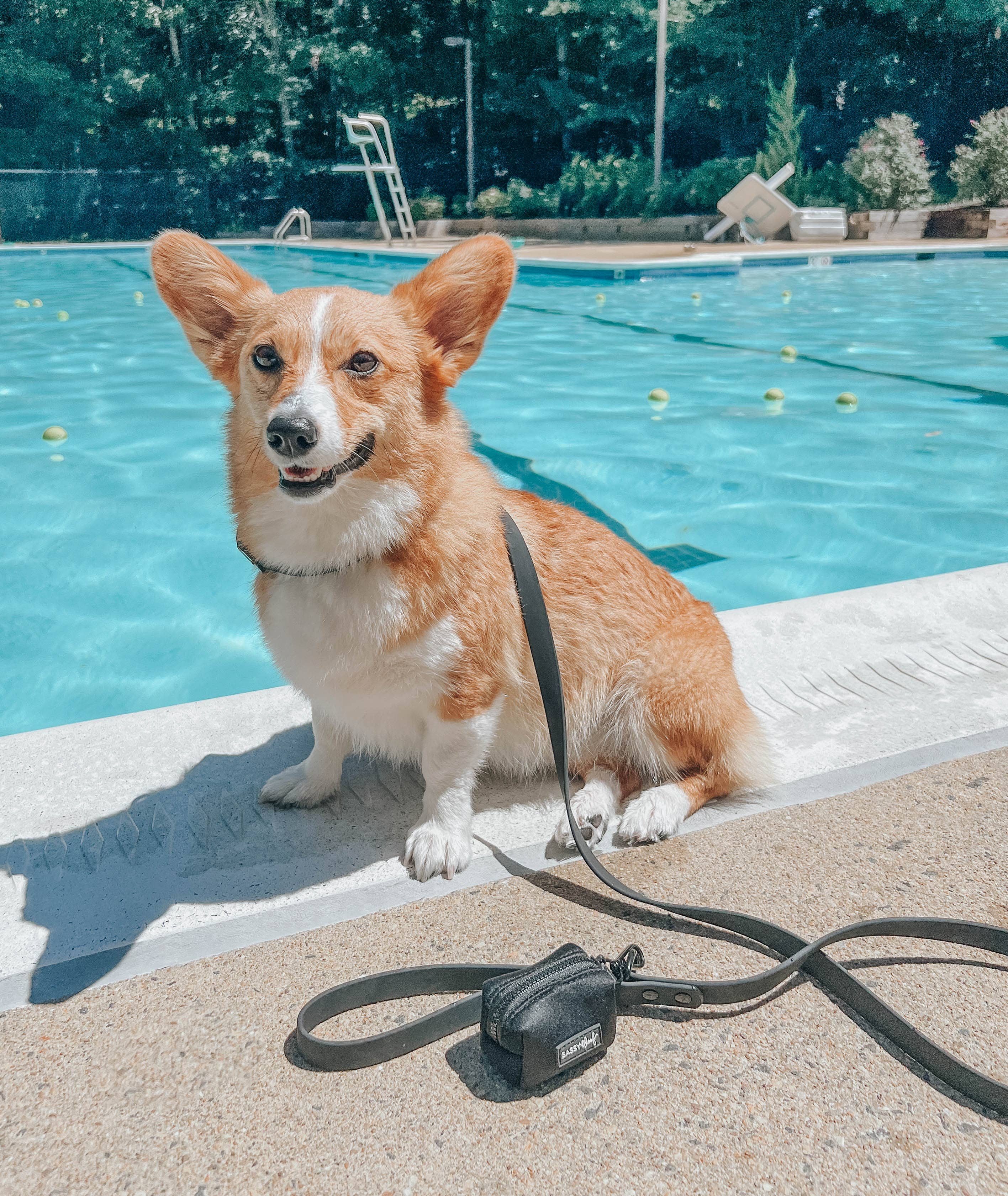 SASSY WOOF - Waterproof Dog Leash - Black