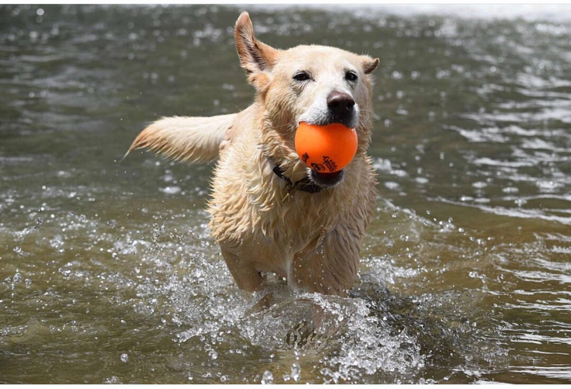 Spunky Pup - Fetch and Glow Ball: Large