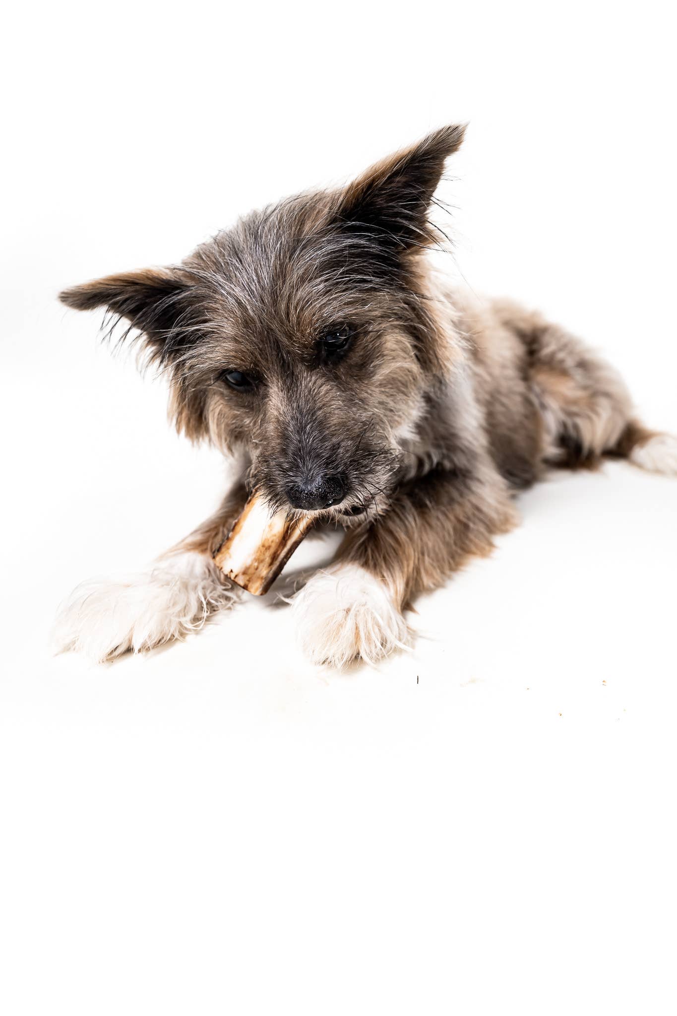 Winnie Lou - The Canine Co. - Bison Marrow Bone - 4"
