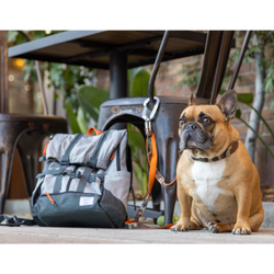 URBAN 3 Backpack Dog Carrier: Small (13"-17" from collar to tail) / Leafy