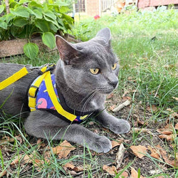 Travel Cat | Your Cat Backpack - "The 90s Cat" Limited-Edition Harness & Leash Set: EXTRA SMALL