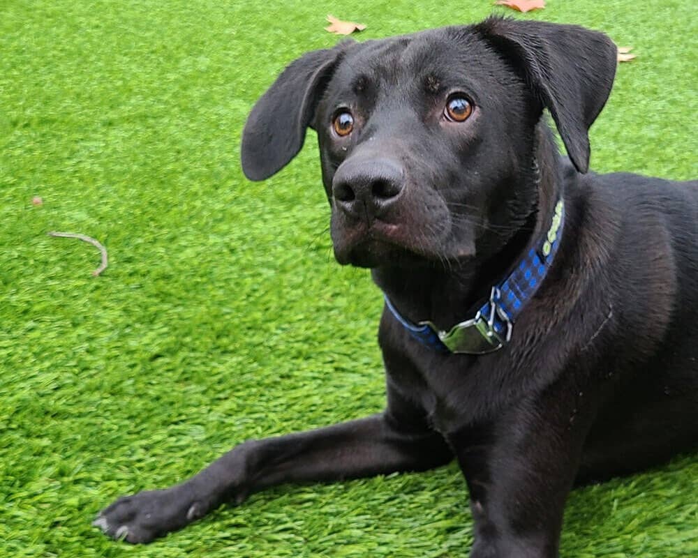 Cycle Dog - Blue Plaid Dog Collar: Latch-Lock Metal Buckle / Medium / Standard