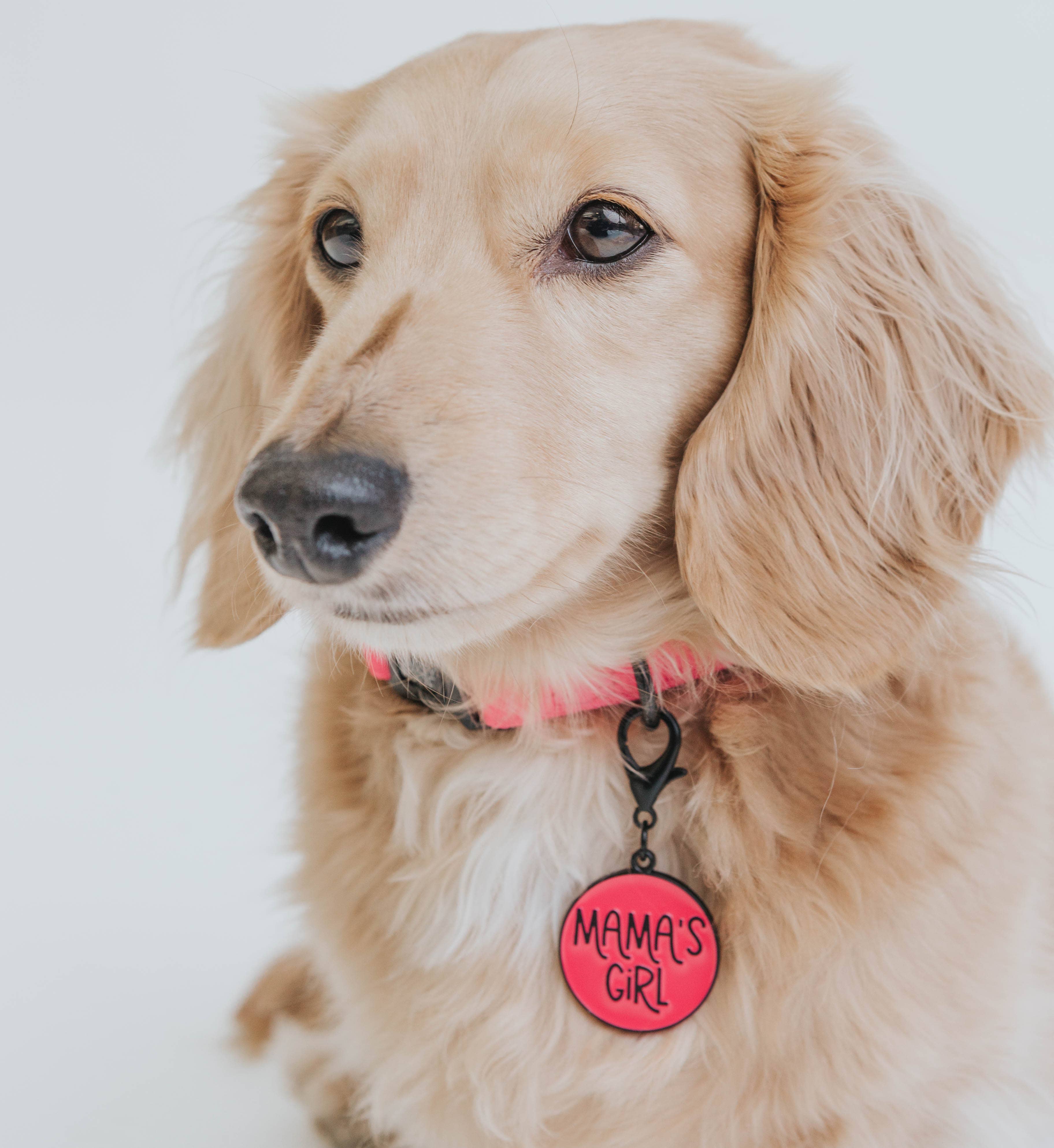 SASSY WOOF - Dog Collar - Neon Pink: M