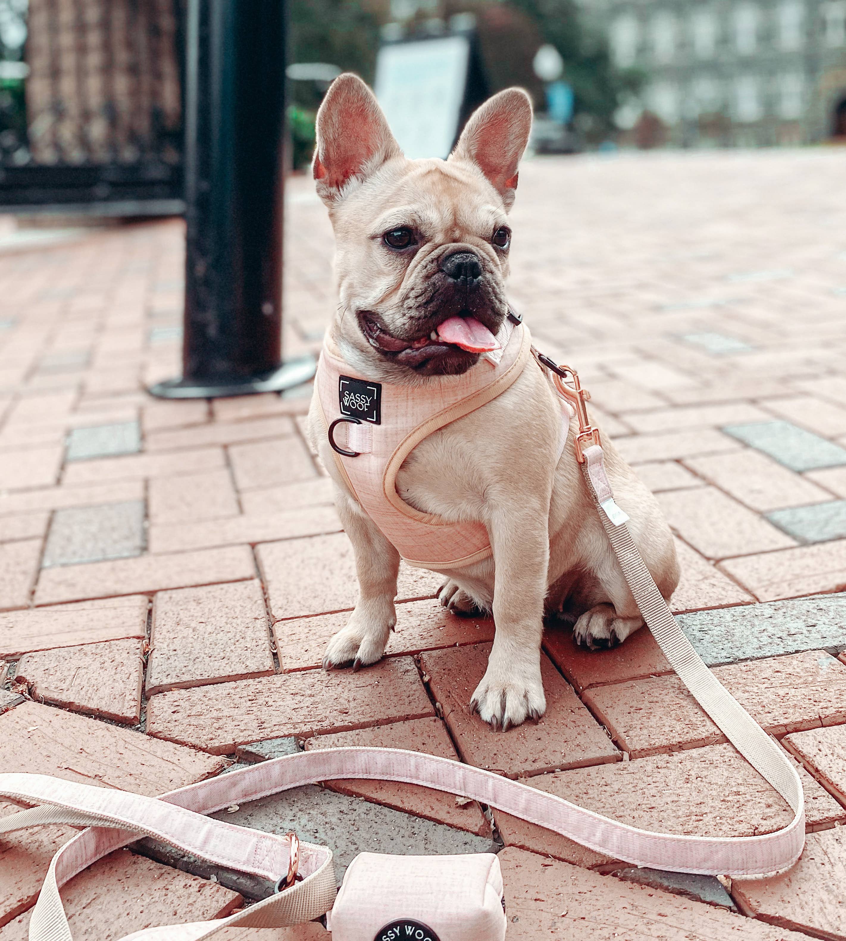 SASSY WOOF - Dog Leash - Pinot