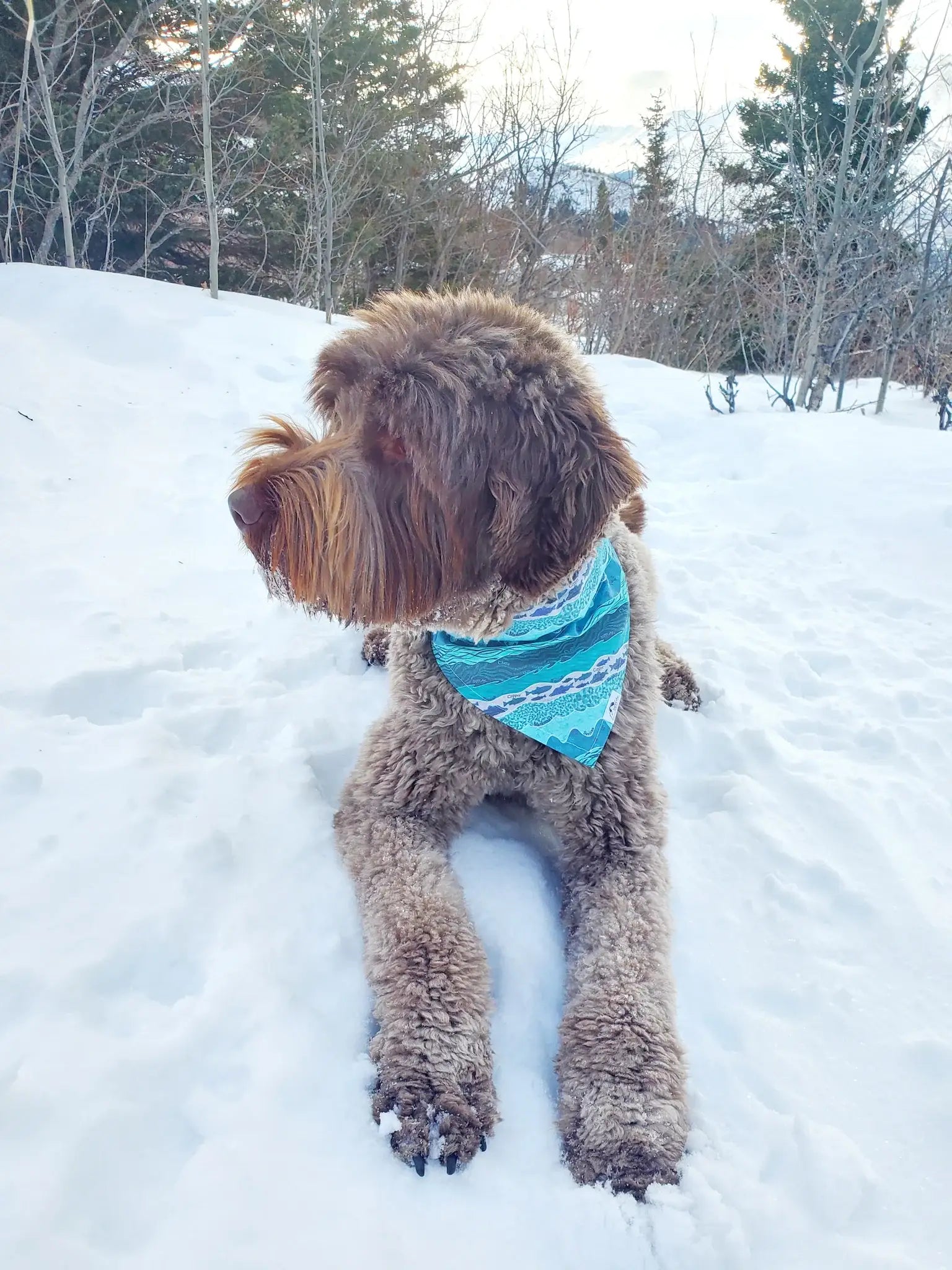 HappyAK - Rivers Pet Bandana: Small