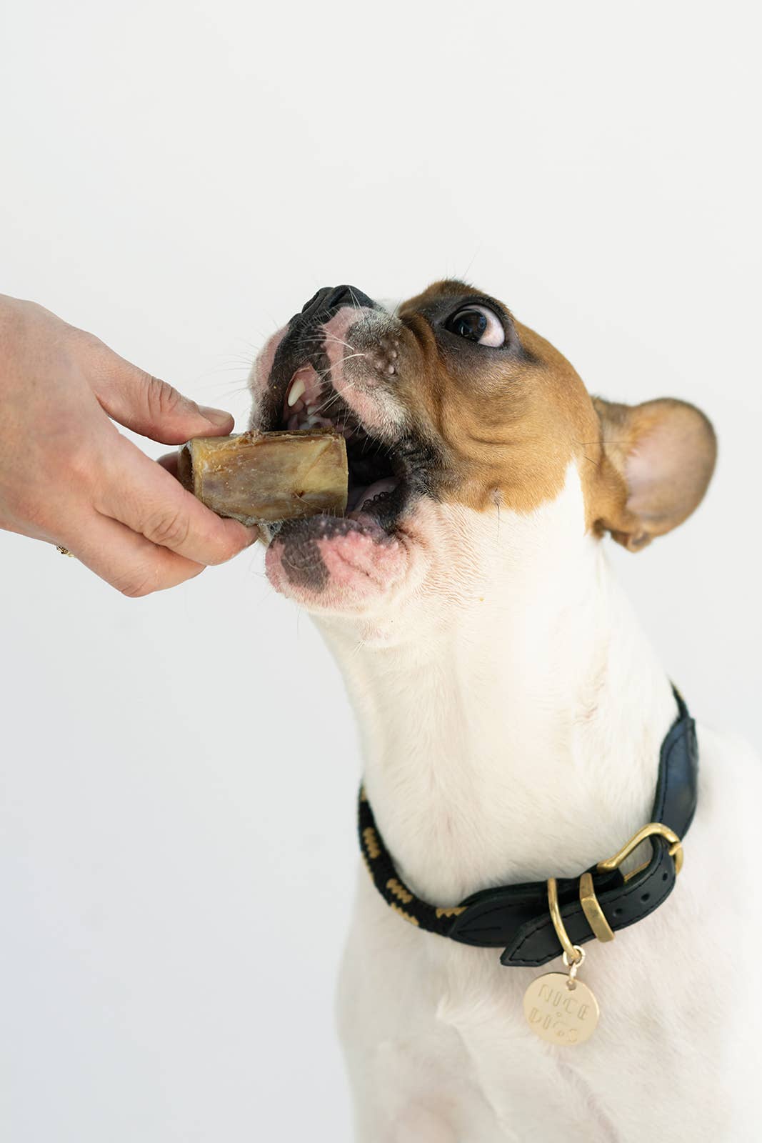 Winnie Lou - The Canine Co. - Bison Marrow Bone - 4"