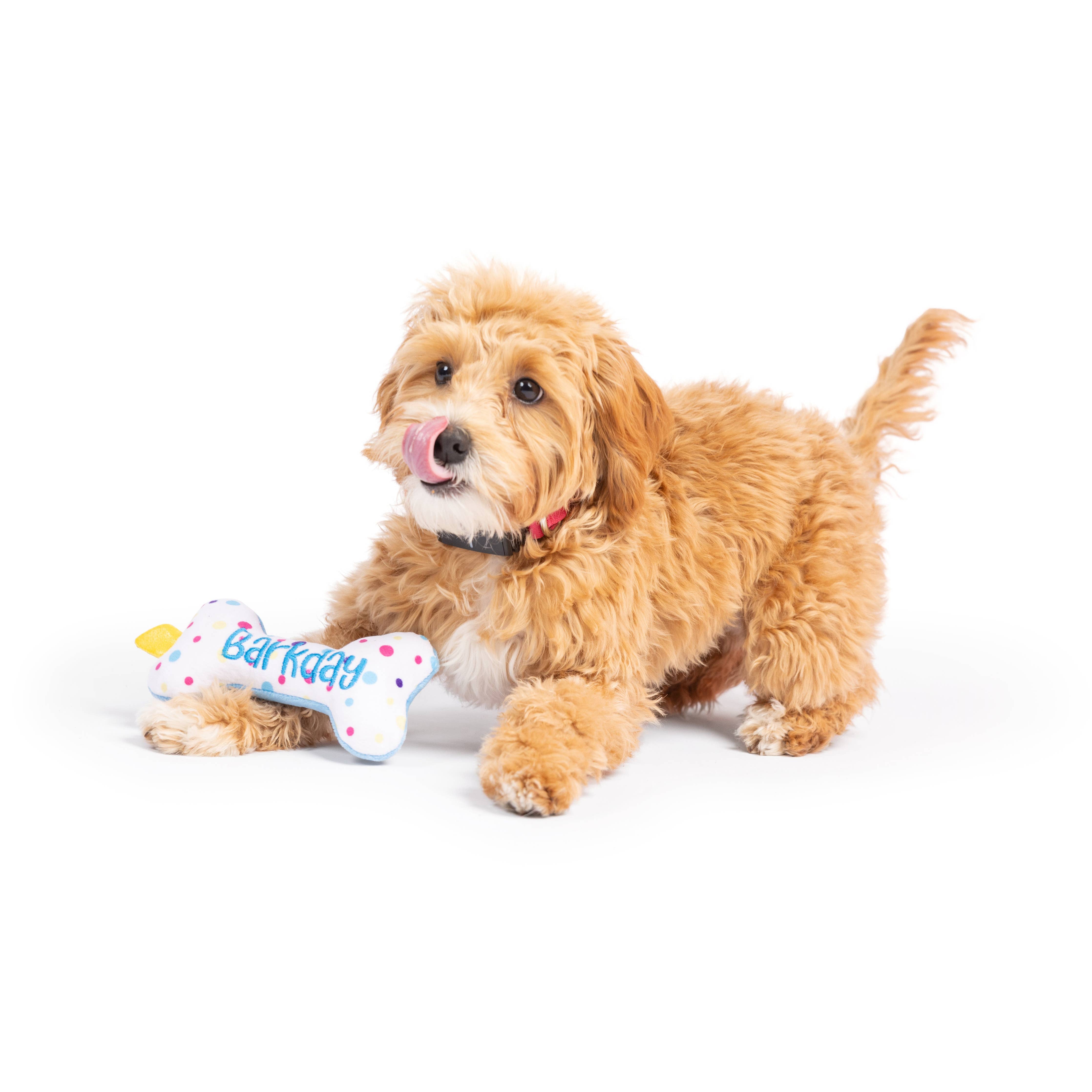 Huxley & Kent - Tiny Tuff It's My Barkday Bone: One Size