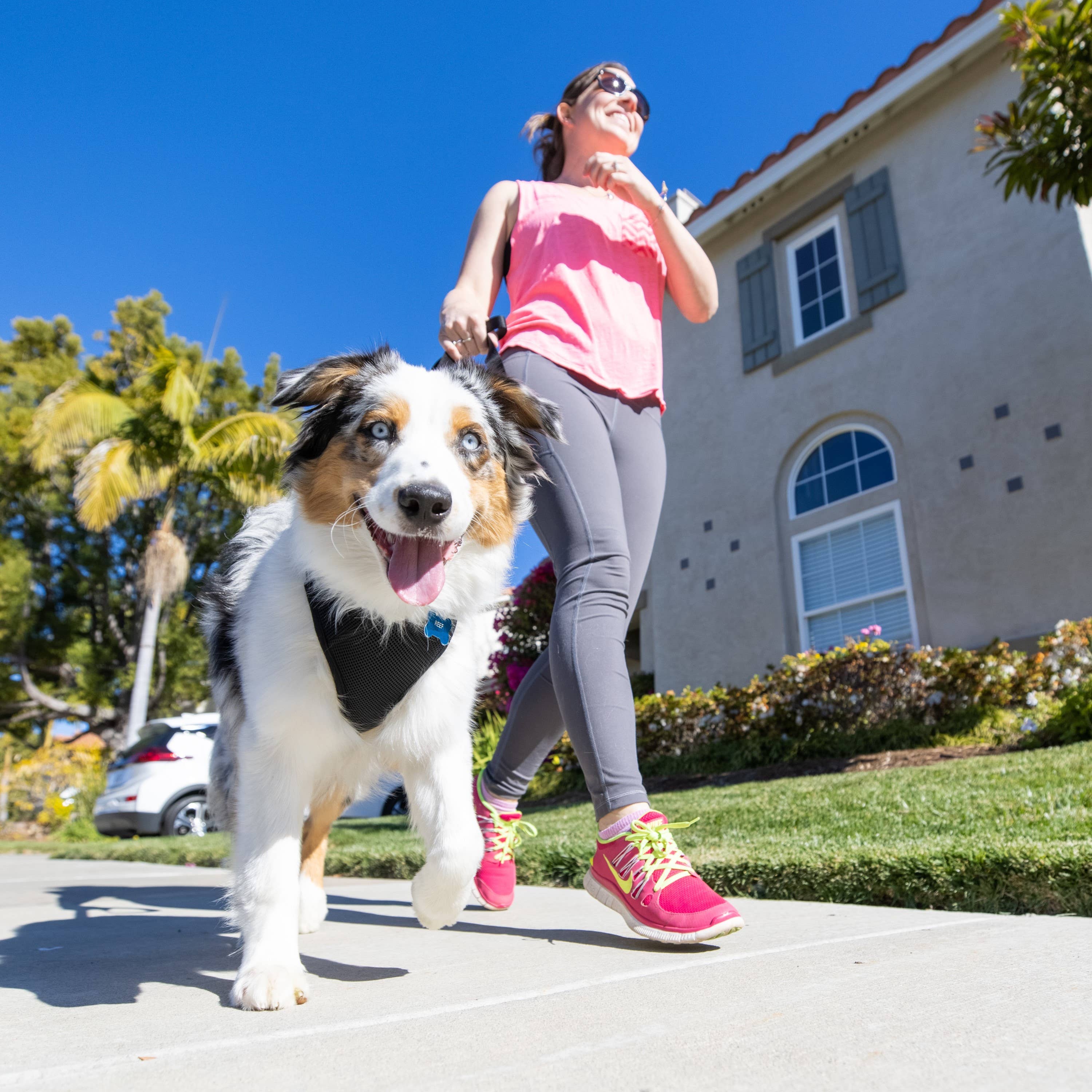 Huxley & Kent - Hudson Harness Black: XS (6-10lbs)