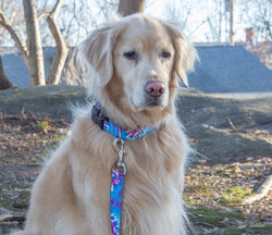 Up Country, Inc. - Tie Dye Dog Collar: XS / Narrow