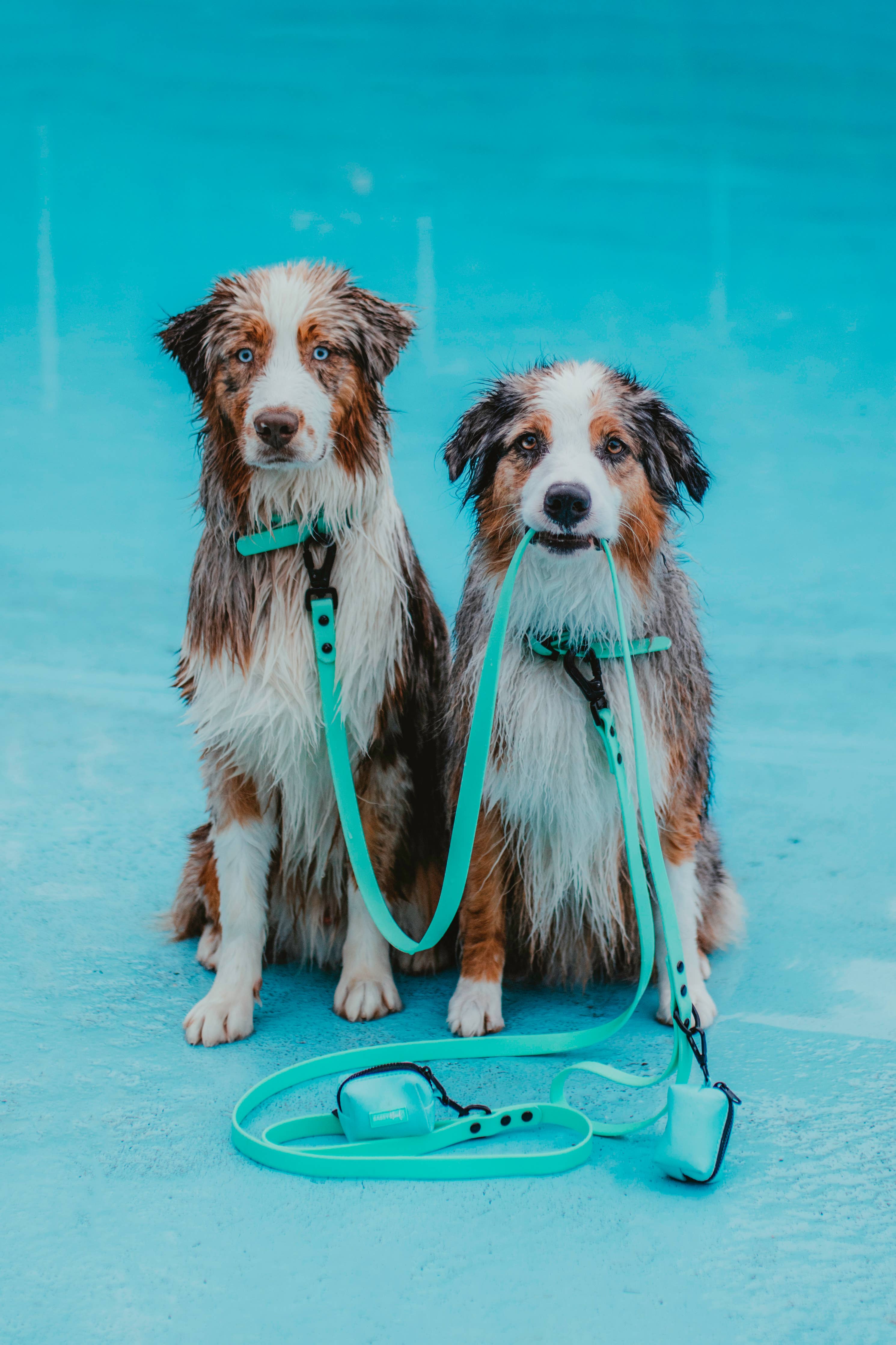 SASSY WOOF - Waterproof Dog Leash - Green