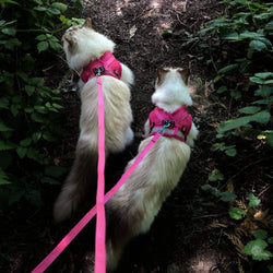 Travel Cat | Your Cat Backpack - "The Purrfectly Pink" Iridescent Harness & Leash Set: MEDIUM