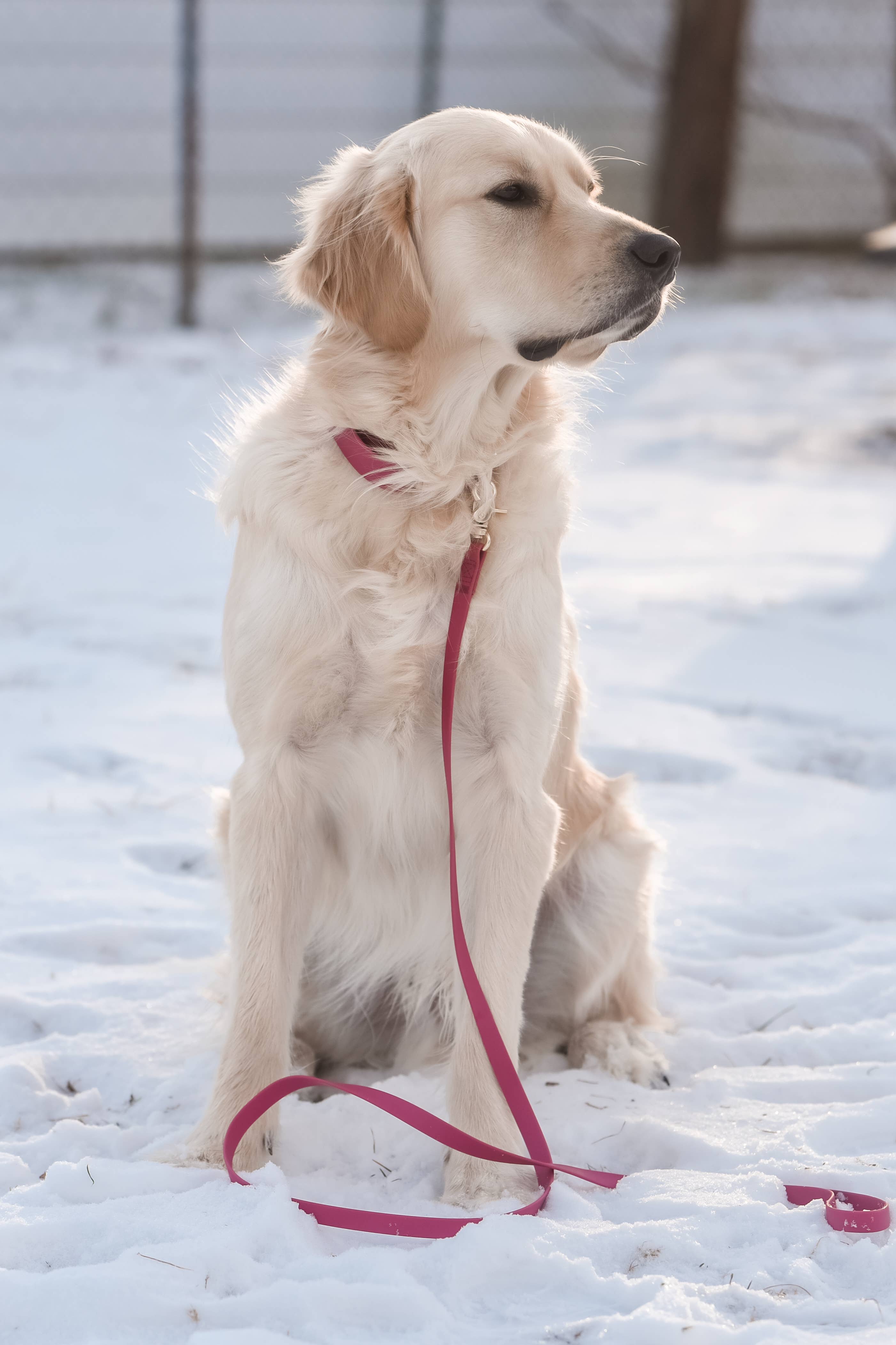 SUNNY TAILS - Mulberry Burgundy Waterproof Dog Collar: SMALL