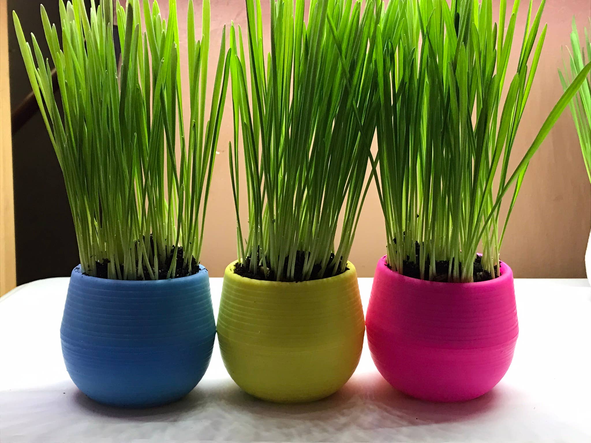 Mom’s Indoor Cat - Cat Grass Gardens