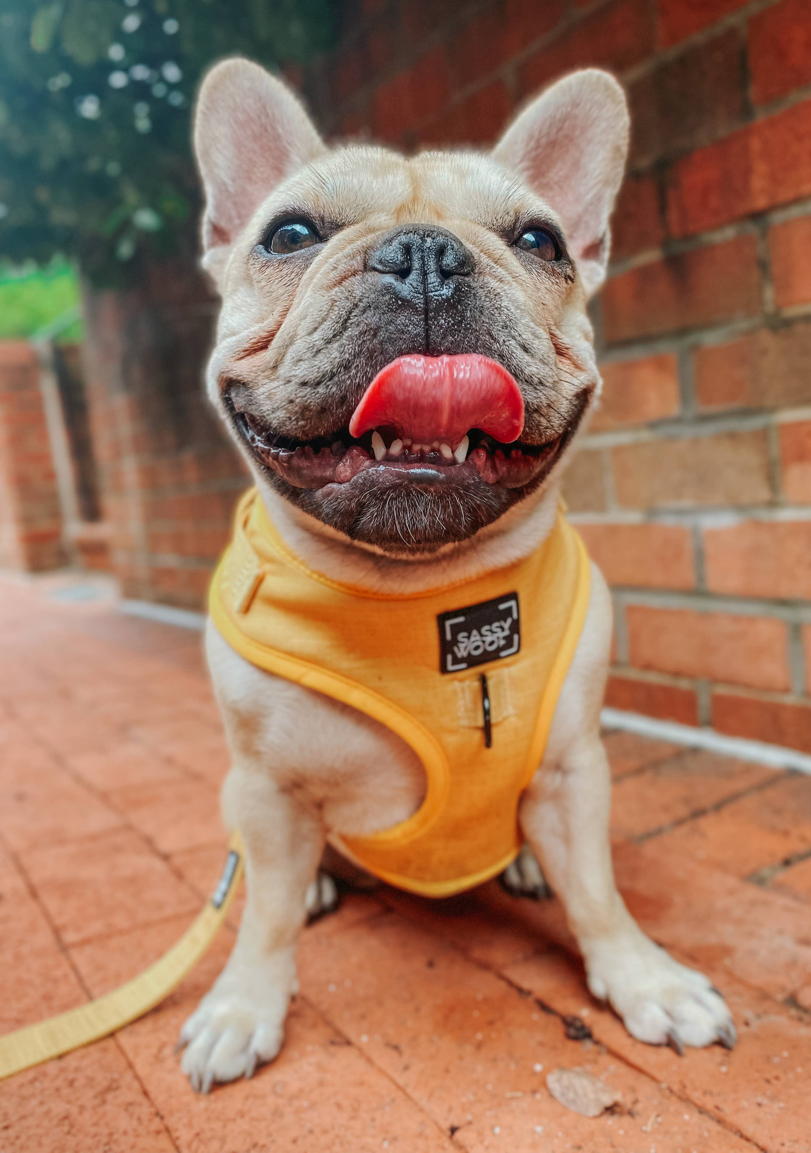 SASSY WOOF - Dog Adjustable Harness - Sunflower Fields: L