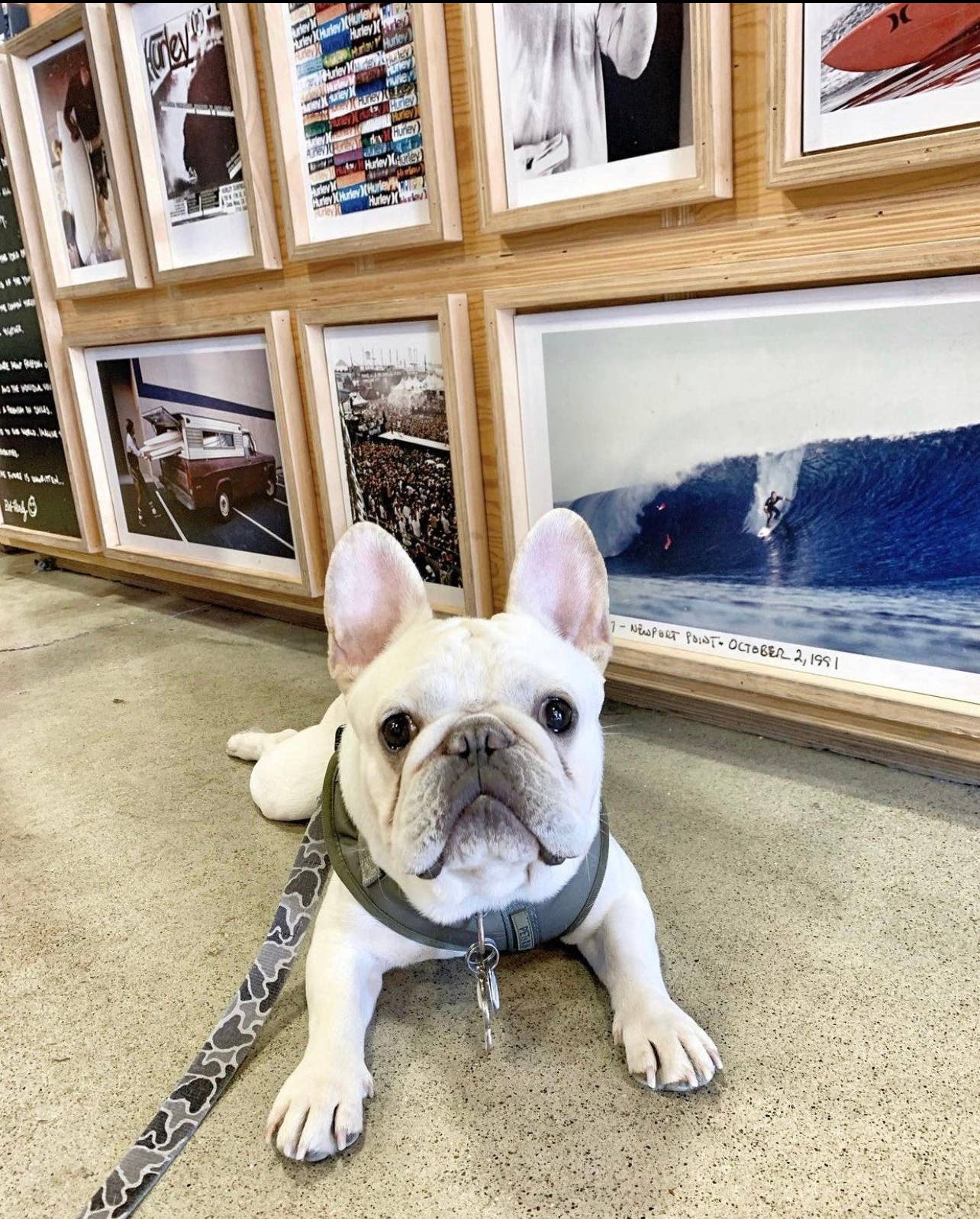 PETs R US - Adjustable No Pull Dog Harness, Olive Green Khaki: XS