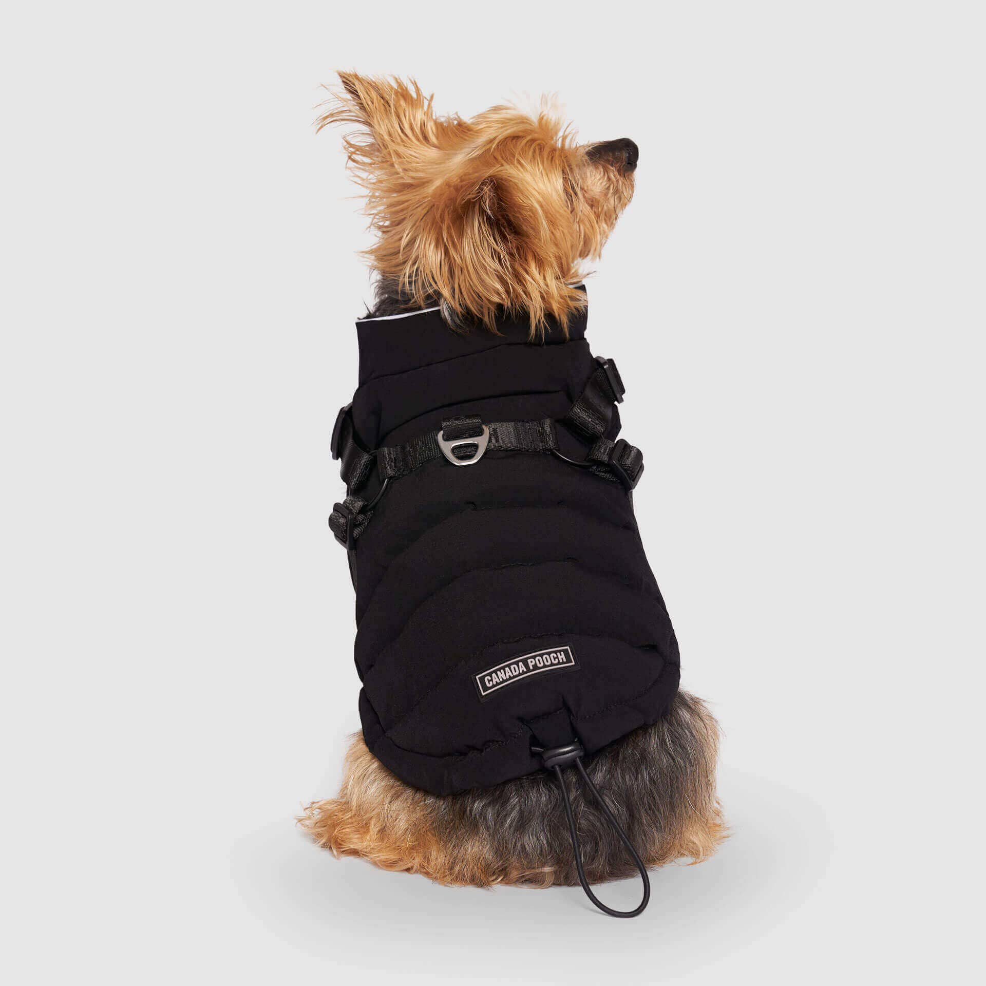 Canada Pooch - Harness Puffer- Dog Coat: Black / 8