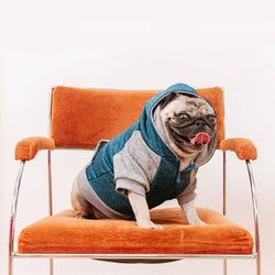 Frenchie - Frenchie Dog Hoodie - Blue & Grey: M