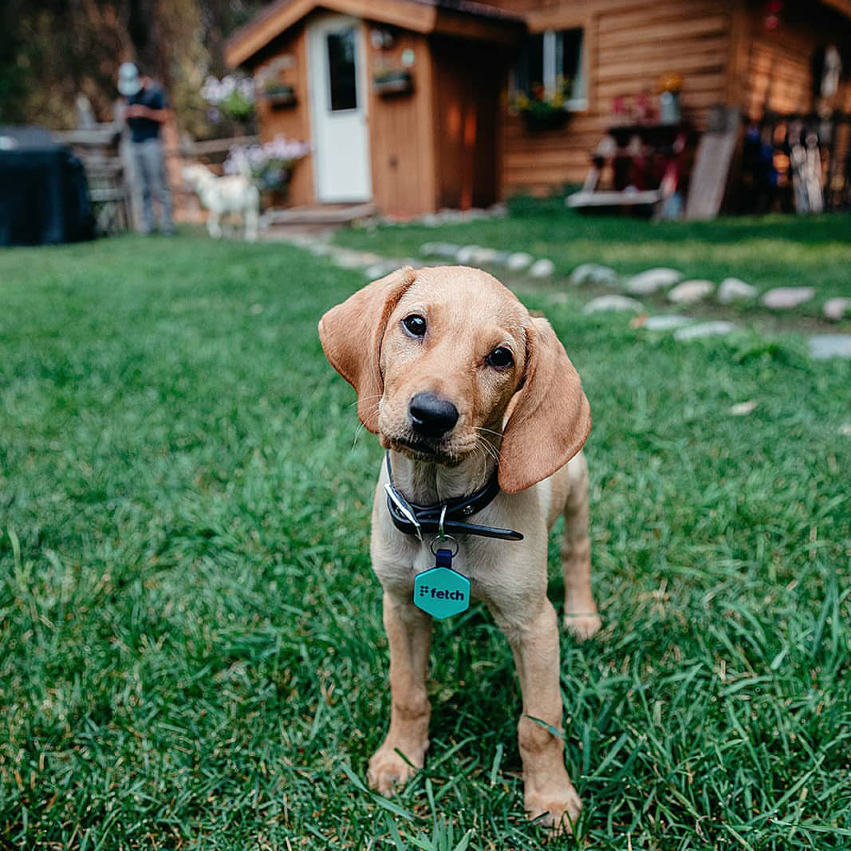 Lifekey Smart Pet Tag Easy Green